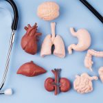Koliko zdravi su vaši unutarnji organi? Kviz otkriva kako vaši vitalni organi mogu izgledati s obzirom na vaš način života.