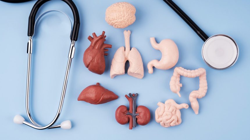 Koliko zdravi su vaši unutarnji organi? Kviz otkriva kako vaši vitalni organi mogu izgledati s obzirom na vaš način života.