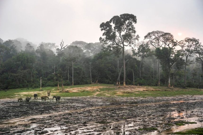 Kako će IBM-ova AI tehnologija osigurati trajno pamćenje slonova