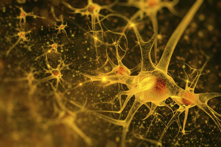 Neurons Brain scaled
