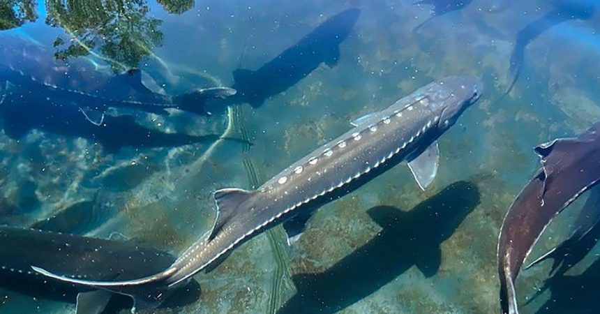 PR20250402 aquaculture lead