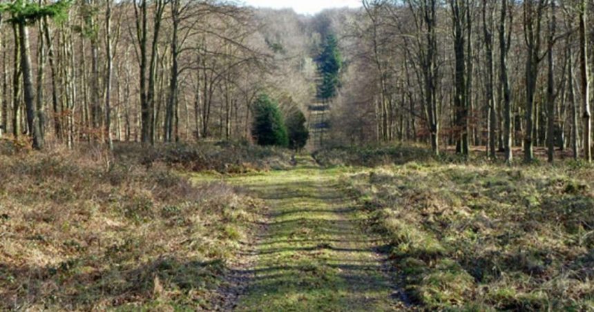 charlton wood