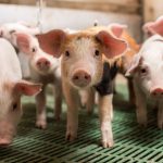 FDA odobrava tehnologiju uređivanja gena za svinje