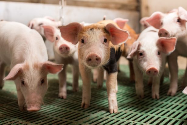 FDA odobrava tehnologiju uređivanja gena za svinje