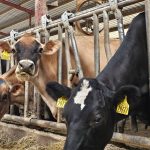 Nova tehnologija klimatskog pameta za mljekare predstavljena na danu terena 30. svibnja