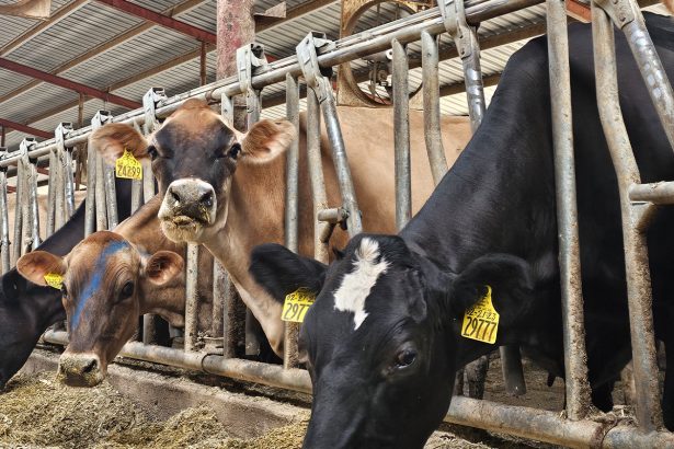 Nova tehnologija klimatskog pameta za mljekare predstavljena na danu terena 30. svibnja