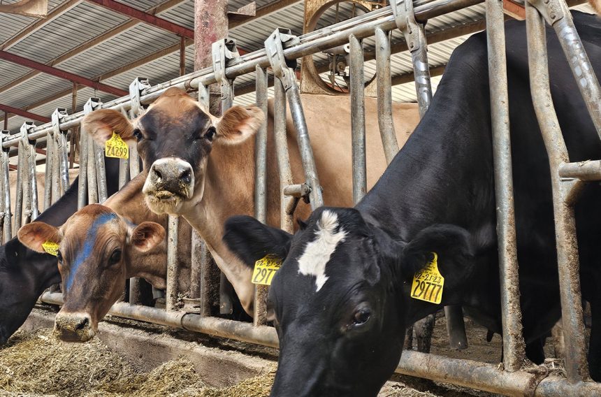 dairycattle