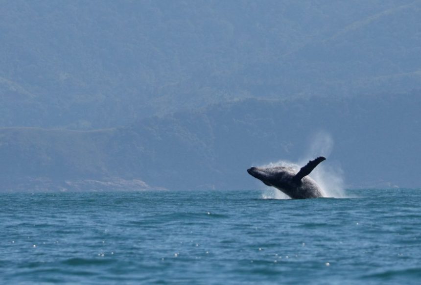 trackingwhales 1024x693