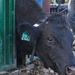 Kako rancheri koriste tehnologiju za zaštitu stoke od grizlija.