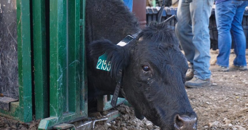 urlhttp3A2F2Fnpr brightspot.s3.amazonaws.com2F792Fd42F4a37c0524f888736fa3d280c7ff72Fpitchfo