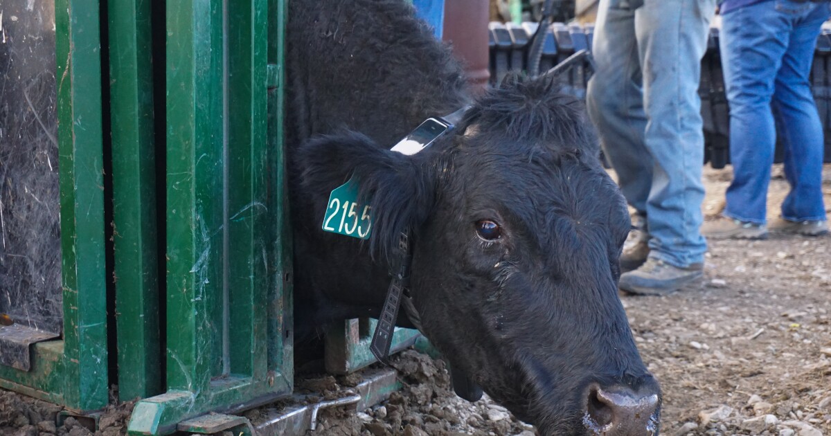Kako rancheri koriste tehnologiju za zaštitu stoke od grizlija.