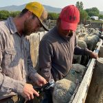 Tehnologija jednostavnih bljeskajućih ušnih markica obećava zaštitu stočnog blaga od predatora