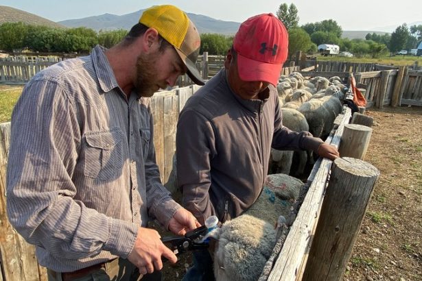 Tehnologija jednostavnih bljeskajućih ušnih markica obećava zaštitu stočne stoke od predatora