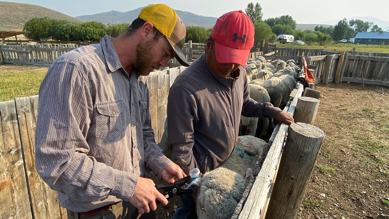 Tehnologija jednostavnih bljeskajućih ušnih markica obećava zaštitu stočnog blaga od predatora