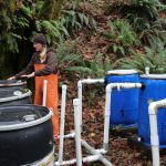 Oregon koristi staru tehnologiju za povećanje prinosa lososa u ribarstvu