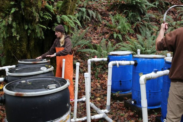 Oregon koristi staru tehnologiju za povećanje prinosa lososa u ribarstvu