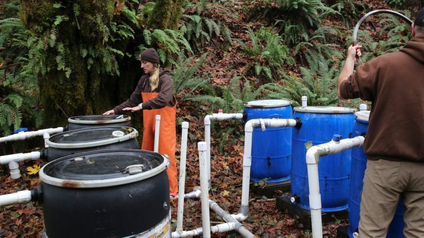 Oregon koristi staru tehnologiju za povećanje prinosa lososa u ribarstvu