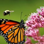 Quad Cities bumbari pratiti će se novom radio tehnologijom