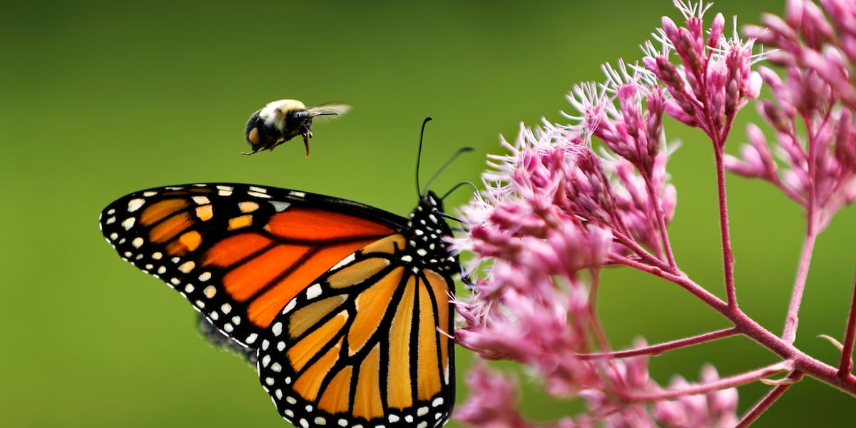 Quad Cities bumbari pratiti će se novom radio tehnologijom