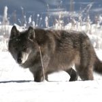 Znanstvenici koriste AI tehnologiju za dekodiranje zavijanja vukova u Yellowstoneu