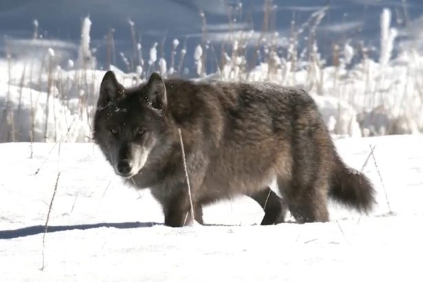Znanstvenici koriste AI tehnologiju za dekodiranje zavijanja vukova u Yellowstoneu