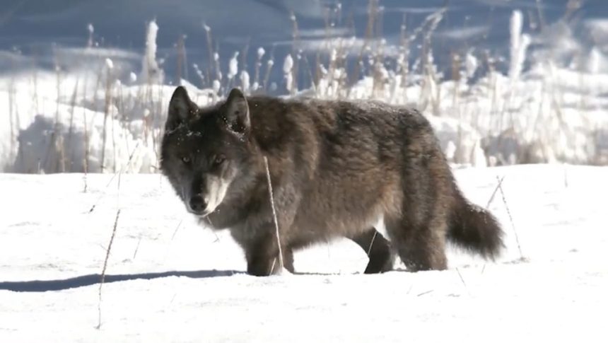 listeningtowolves 1024x577