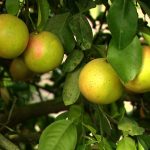 Industrija citrusa na Floridi se oporavlja uz novu tehnologiju nakon godina opadanja