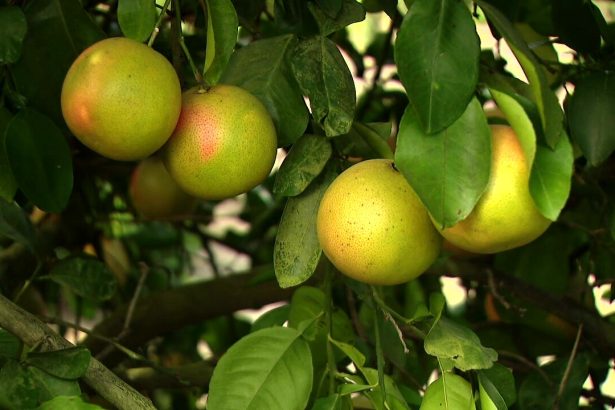 Industrija citrusa na Floridi se oporavlja uz novu tehnologiju nakon godina opadanja