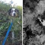 Tehnologija toplinskih dronova pomaže u pronalaženju izgubljenog psa u Dove Canyonu, okrug Orange