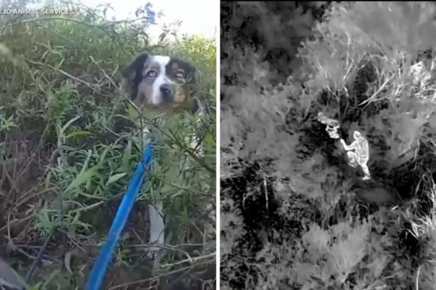Tehnologija toplinskih dronova pomaže u pronalaženju izgubljenog psa u Dove Canyonu, okrug Orange