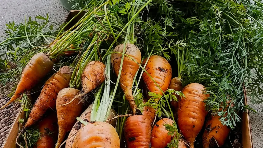 83504768007 vegetable gardening is just one of many topics studied in the master gardener program.jp