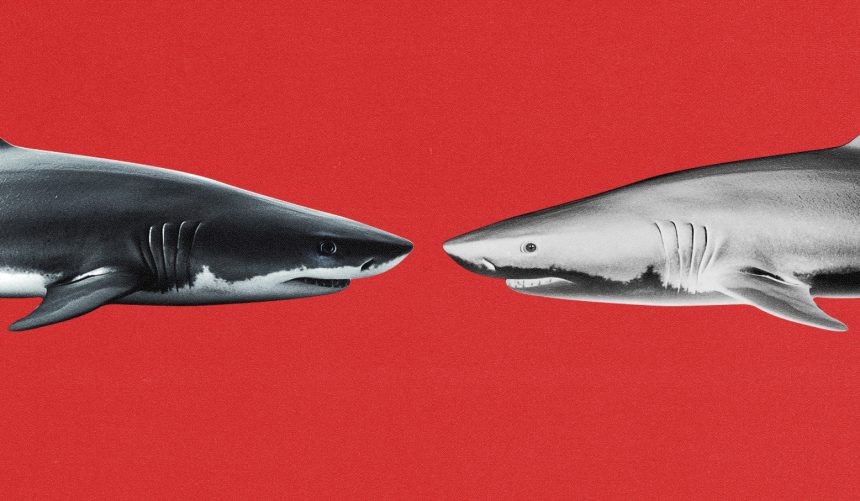 acquisition sharks digiday