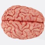 Neuroznanstvenik s Floride otkriva 3 ‘nevjerojatna’ dodatka za mozak: Jačaju zdravlje, poboljšavaju pamćenje…