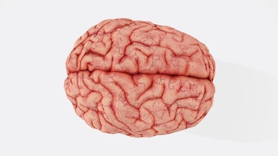 Neuroznanstvenik s Floride otkriva 3 ‘nevjerojatna’ dodatka za mozak: Jačaju zdravlje, poboljšavaju pamćenje…