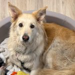 Spasioci koriste dronove kako bi locirali psa koji je pobjegao uz okretnicu u New Jerseyju