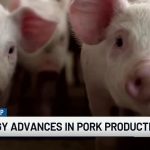Napredak tehnologije u proizvodnji svinjskog mesa