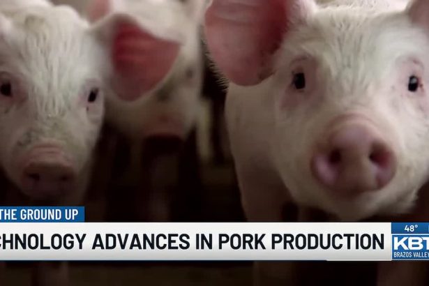 Napredak tehnologije u proizvodnji svinjskog mesa