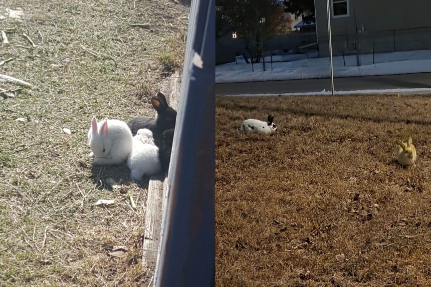 Feral Rabbit Population Surges in Edmonton Neighborhood