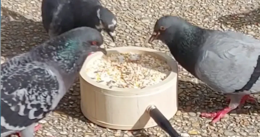 Musician Teams Up with Pigeons to Produce Music While They Eat