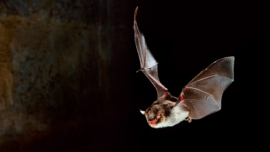 Bat Club